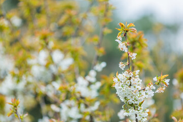 Kirschblüte