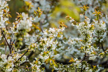 Kirschblüte