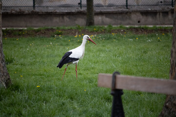 Stork