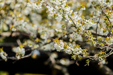Kirschblüte