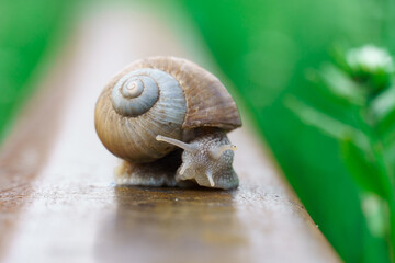 snail crawling along a railway rail on a green blurred background,