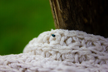 close up of wool and insect