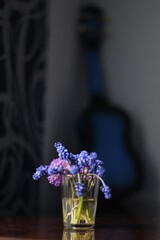 muscari flowers bouquet in small glas shot  on wooden table with blue background and ukulele guitar