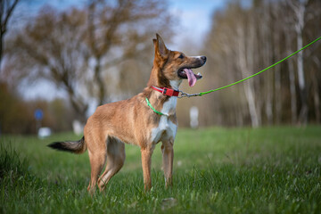 A beautiful young dog on a leash is playing in the field.