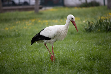 Stork