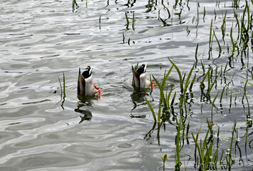 Stockente © Rhönbergfoto
