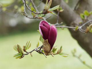 D&eacute;tails d'une fleur pourpre fonc&eacute; et blanc ros&eacute; &agrave; l'int&eacute;rieur du magnolia &agrave; fleurs de lys pourpres (Magnolia liliiflora 'Nigra')