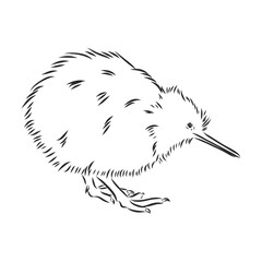 hand drawn, sketch, cartoon illustration of kiwi