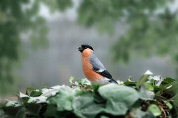 bullfinch bird in spring on a branch
