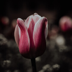 Macro Photography von Tulpen in einen Park