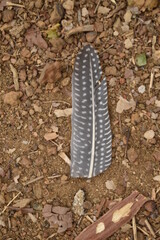 A feathers of guinea fowl fallen on ground down side