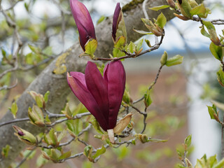 Magnolia liliiflora 'Nigra'   Magnolia à fleurs de lys pourpre nommé magnolia 'Black Lily' © Marc