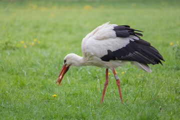 Stork