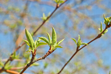 Young spring fresh leaves of apple tree. Spring background. Selective focus