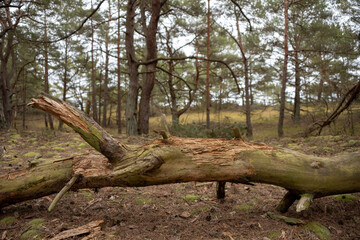 Old fallen tree trunk in the forest. Hel Peninsula, Poland. 