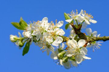 Blüten an Obstbaum / Blühender Apfelbaum im Frühling vor einem schönen blauen Himmel