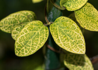 Plant with green leaves in nature