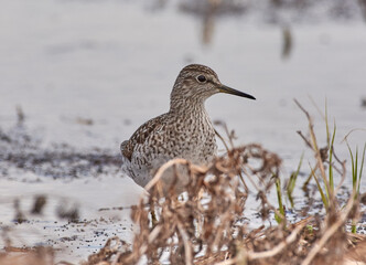 The Lesser Yellowlegs is hunting