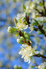 Blüten und Knospen an einem Obstbaum / Blühender Apfelbaum im Frühling (Hochformat / Makro)