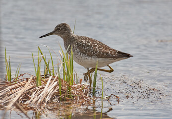 The Lesser Yellowlegs is hunting