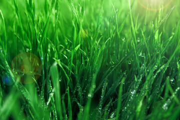 Obraz premium green grass with morning dew 