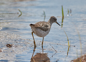 The Lesser Yellowlegs is hunting