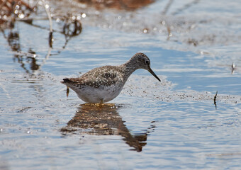 The Lesser Yellowlegs in the water