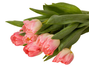 Tulip flower isolated on white background with clipping path