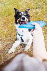 close-up of dog biting frisbee