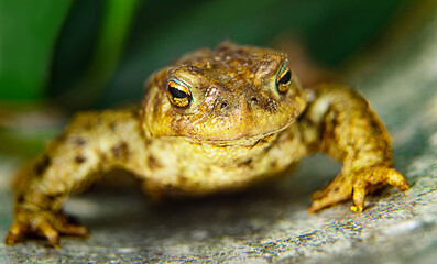 Frog face close-up on natural background