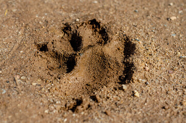 rottweiler paula leaves footprints in the sand