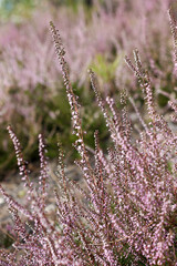 Close up of heather flowers, Calluna vulgaris