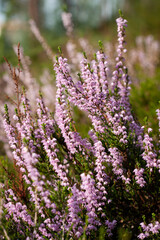 Close up of heather flowers, Calluna vulgaris