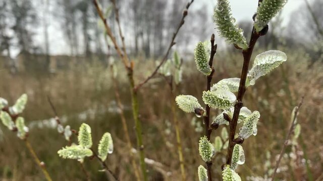 Ice covers the flowering willow catkins