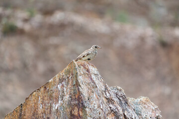 Pipit bird on the rock, Portugal