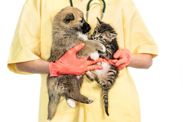 vet and puppy and kitten in clinic isolated on white background