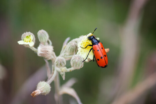 Beetle on a flower, Mylabris quadripunctata