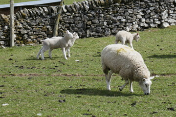 Obraz na płótnie Canvas Lambs in the Peak District