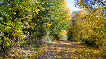 Waldweg im Herbst