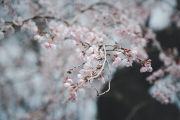 Sakura or Cherry Blossom or Japanese Cherry