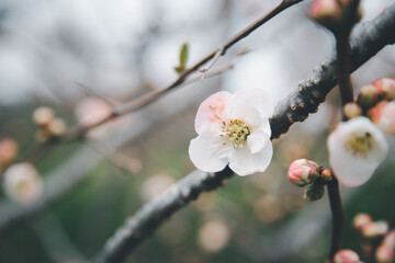 Shirotae cherry blossom flower.