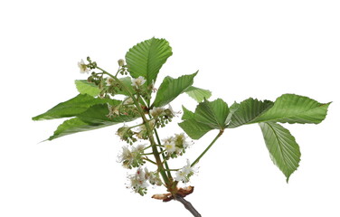 Blooming Horse-chestnut in spring (Aesculus hippocastanum, Conker tree) flowers and leaves on branch isolated on white background, clipping path