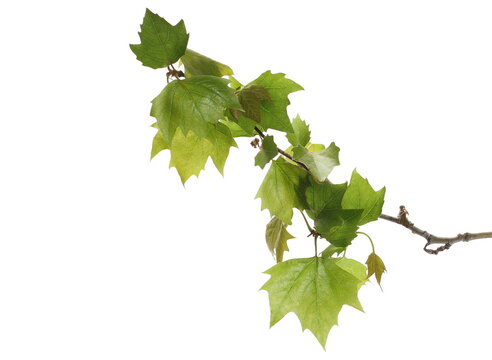 Plane tree in spring, young sycamore leaves isolated on white background