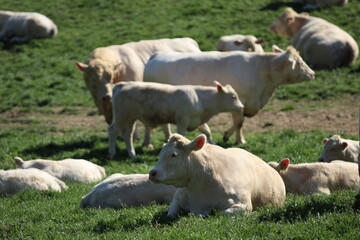 Bio Rinder auf der Weide, Ökologische Weidehaltung , Biofleisch