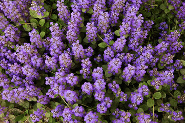 Small purple flowers in flower beds