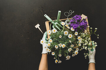 Gardening tools and pot flowers on black background in the gardener’s hands.