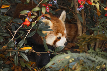Red panda looks out hidden from behind a bush. (Ailurus fulgens)