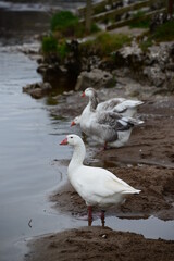 Goose