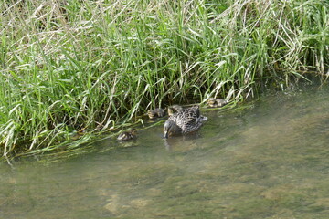 Duck in the River Dove
