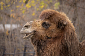  Portrait of a two-humped camel in profile. In the background bushes. (Camelus bactrianus)